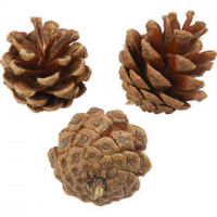 Pine Cones, D: 40 mm, approx. 60 pc, 500 g [HOB-50226]