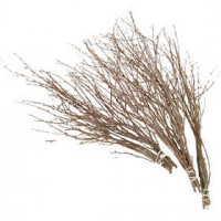 Birch Branches, L: 50-60 cm, 20 pcs [HOB-50240]